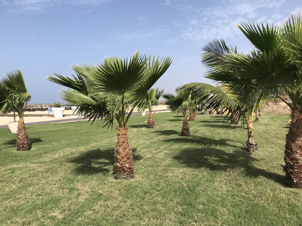 Gartenanlage Meliá Laguna Beach