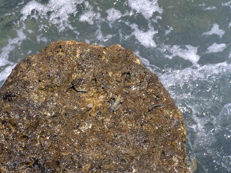 Рыбки, прыгающие по камням Pickalbatros Citadel Resort