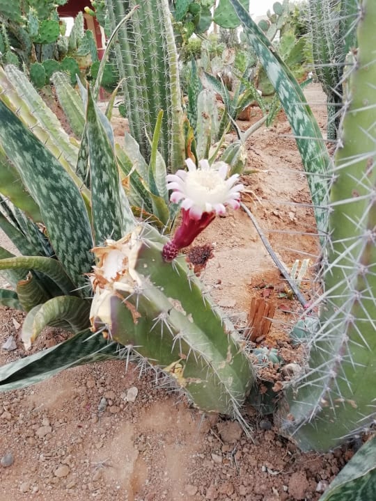 Gartenanlage Reef Oasis Blue Bay Resort