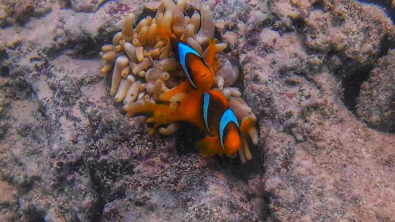 Strand Pickalbatros Citadel Resort