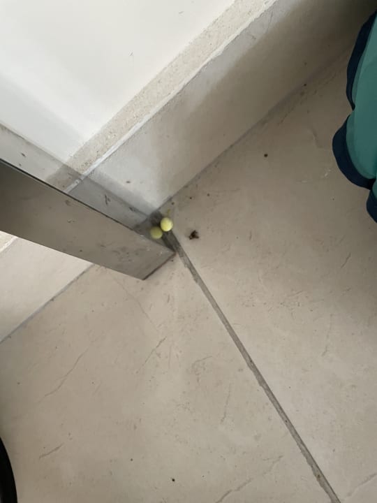 Zimmer Kamelya Aishen Club