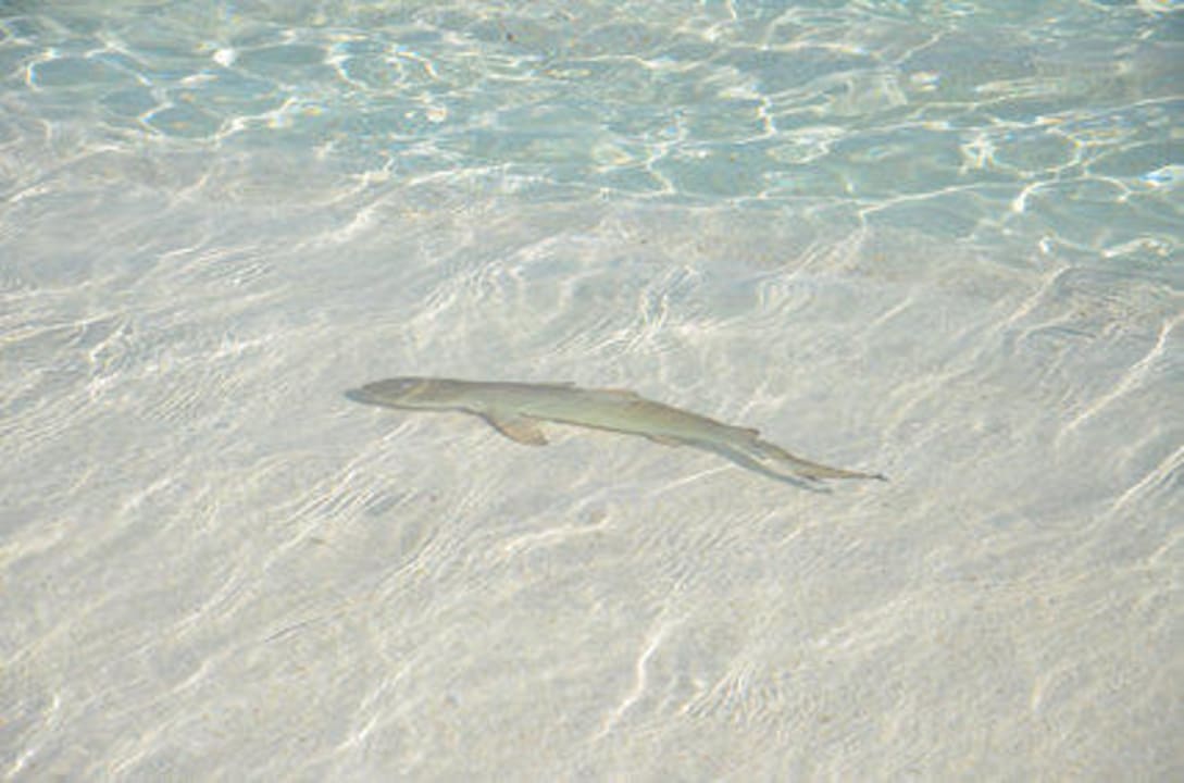 Babyhai auf Entdeckungstour Adaaran Select Meedhupparu Island Resort - Premium All Inclusive