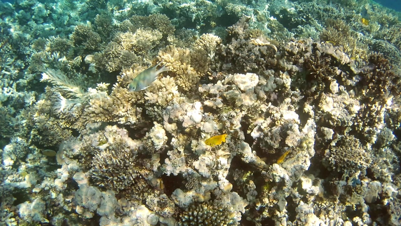 Strand Cleopatra Luxury Resort Makadi Bay