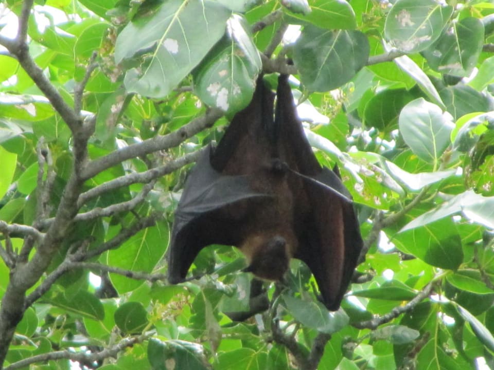 Unser Flughund hinter der Villa Kuredu Island Resort & Spa