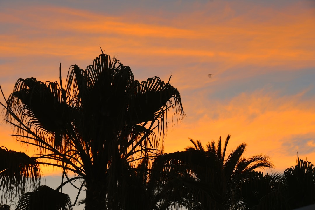 Strand Hotel Riu Monica - Adults only