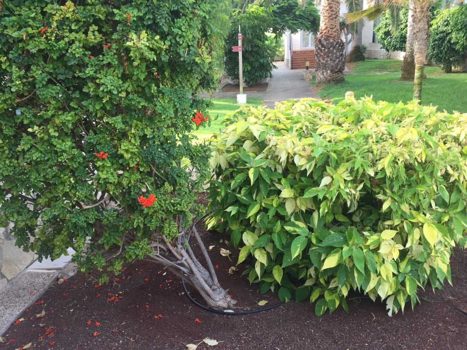 Gartenanlage Alua Suites Fuerteventura