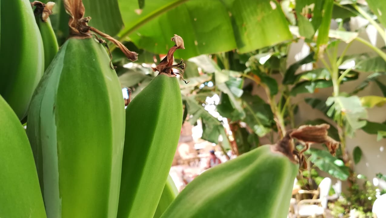 Gartenanlage Aquasis De Luxe Resort & Spa