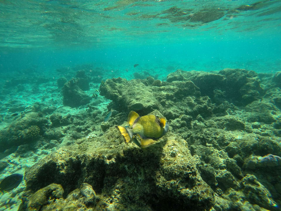 Sport & Freizeit Veligandu Maldives Resort Island