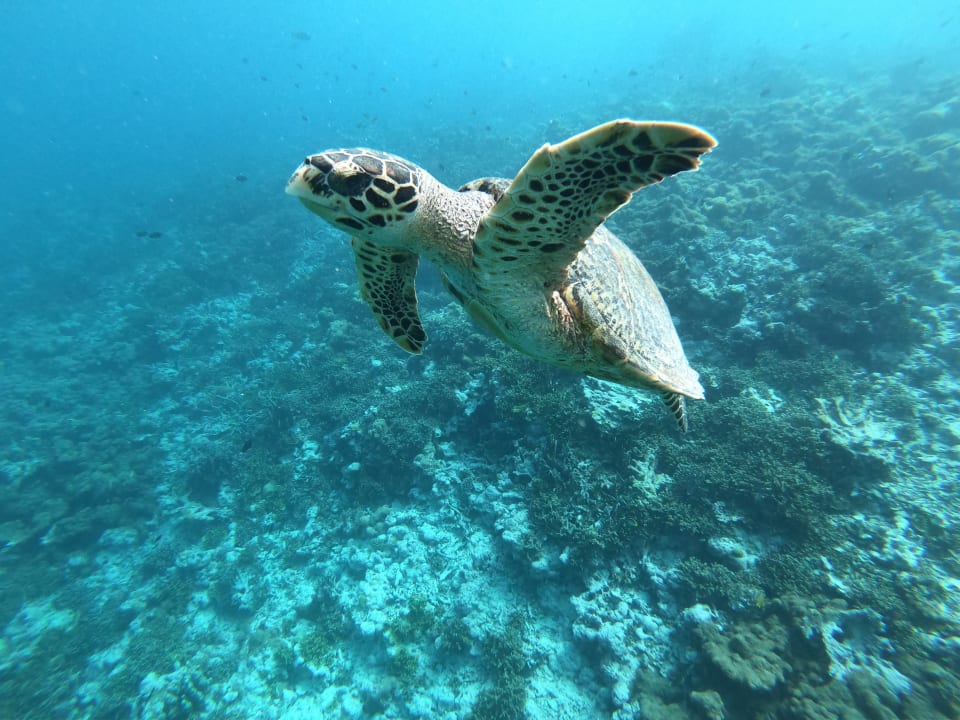 Sport & Freizeit Summer Island Maldives