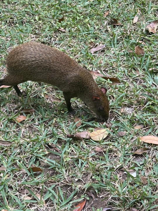 Gartenanlage Iberostar Waves Tucan