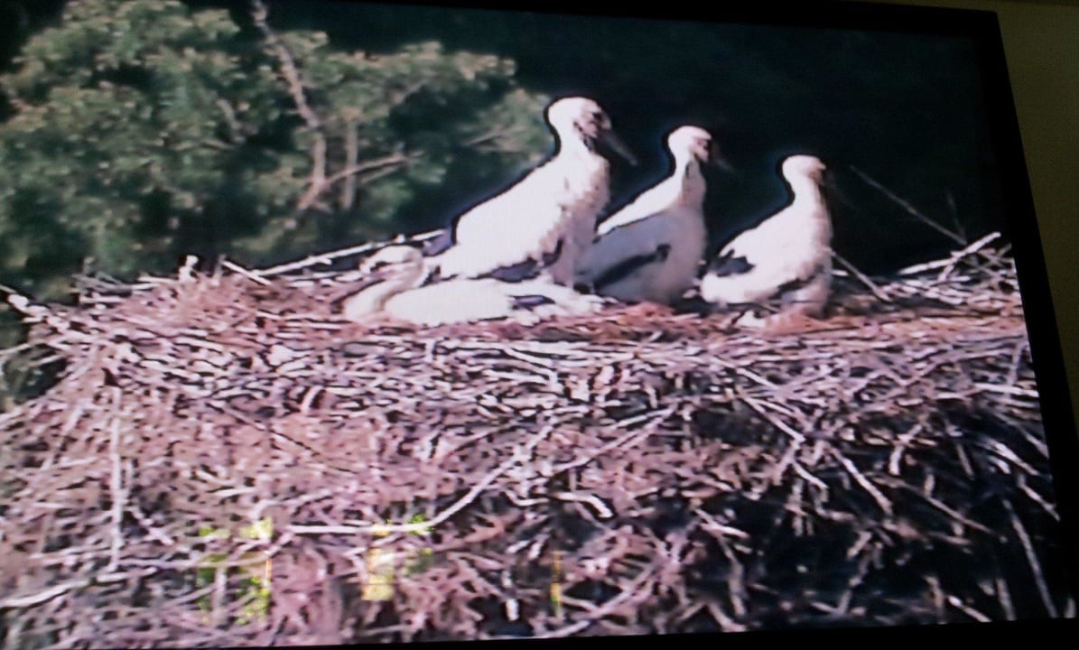 Übertragung ins Restaurant Landhotel Storchenkrug