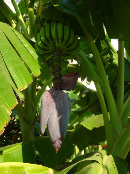 Das werden mal Bananen Paloma Pasha