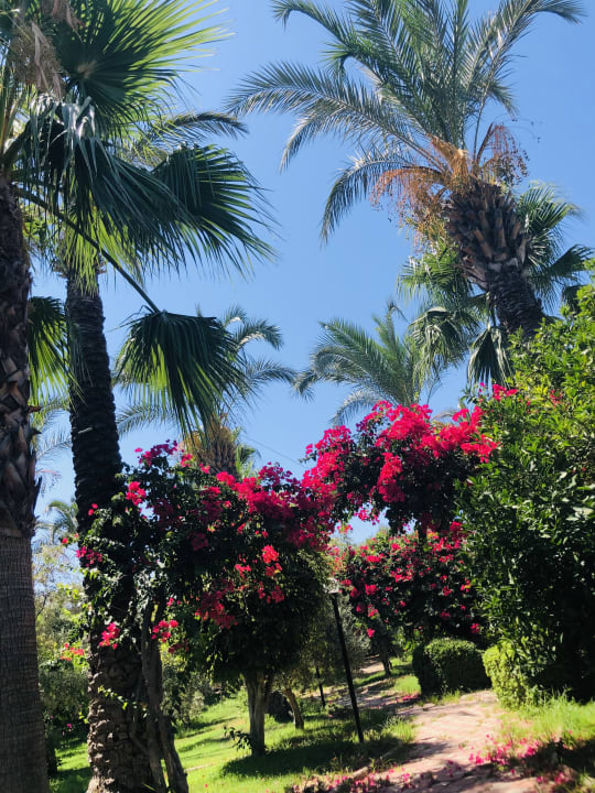 Gartenanlage MC Arancia Resort