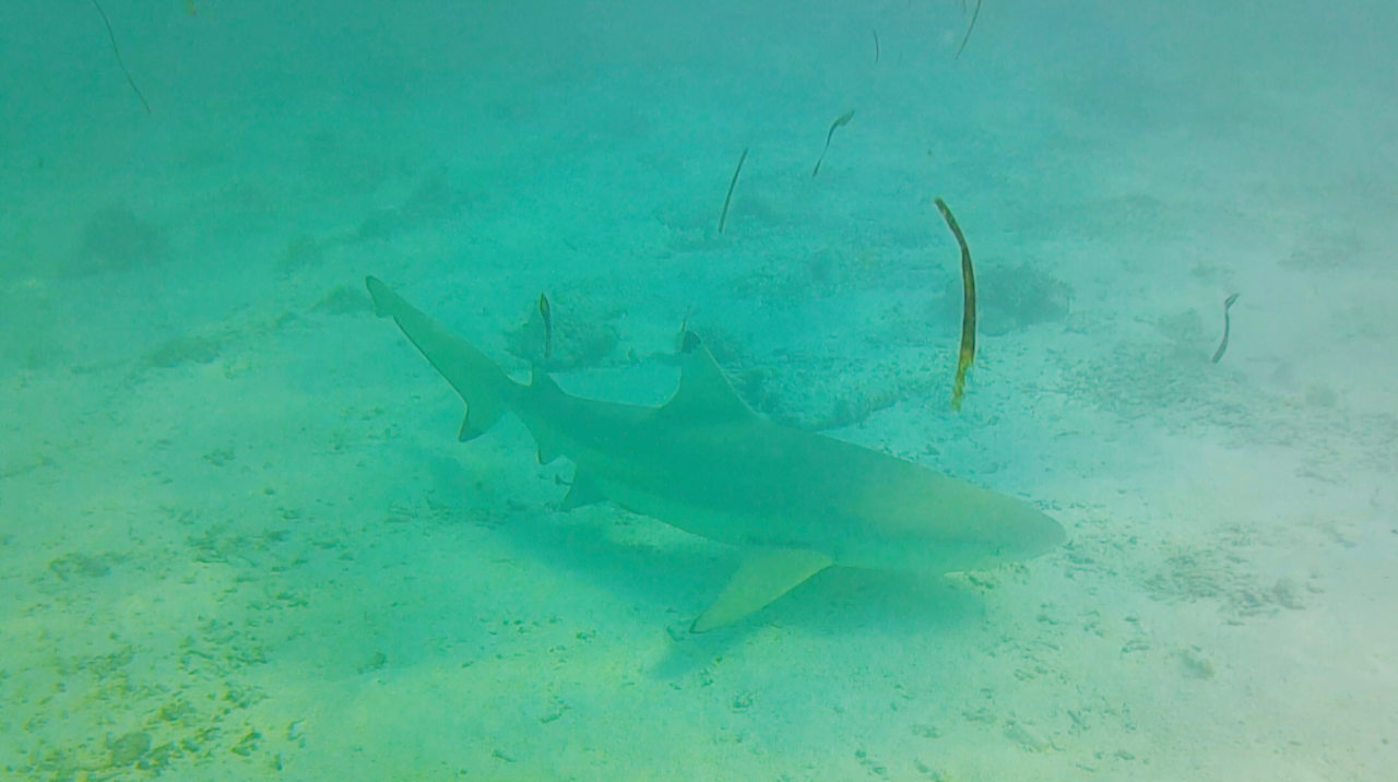 Strand Cinnamon Hakuraa Huraa Maldives