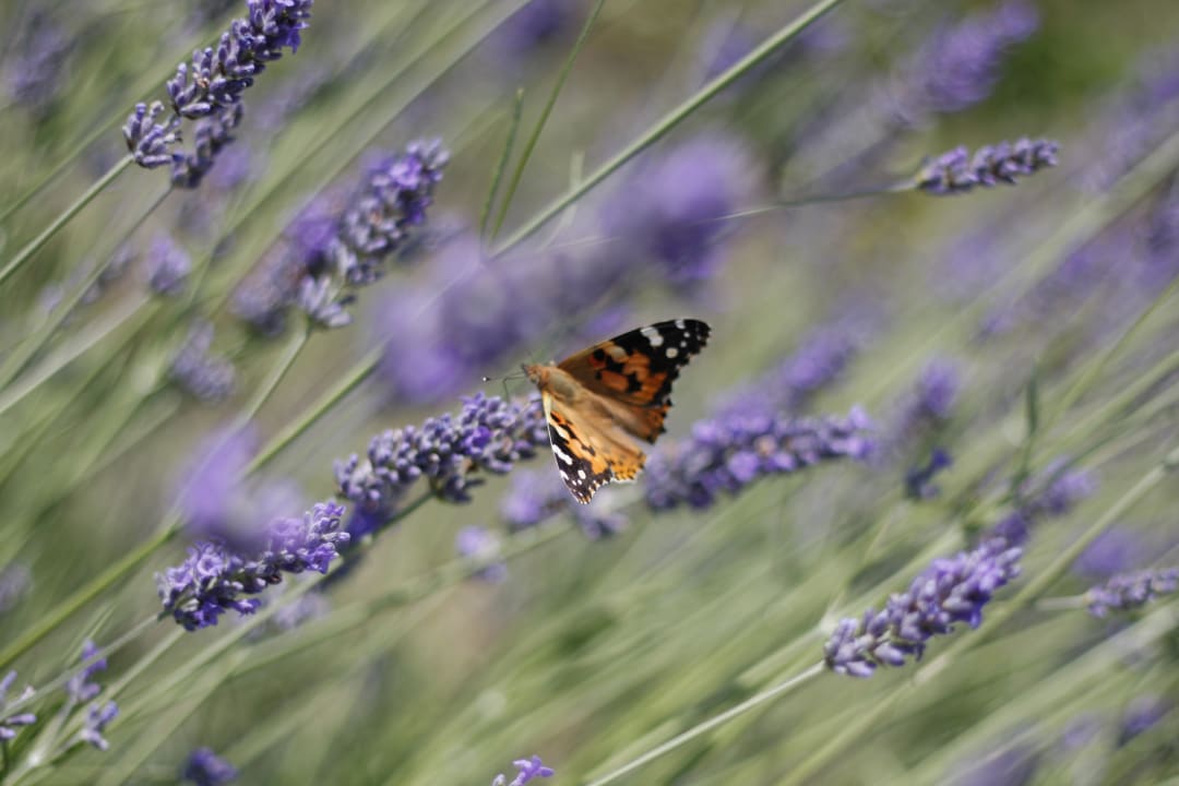 Gartenanlage SOEDER Countryhouse & Kitchen