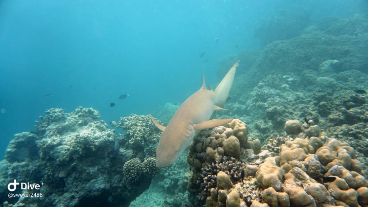 Sport & Freizeit Summer Island Maldives