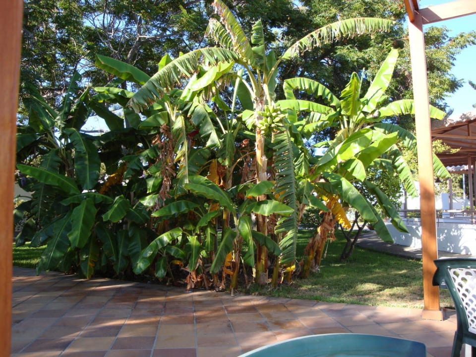Bananenbaum neben dem Frühstücksraum Bungalows Cordial Sandy Golf