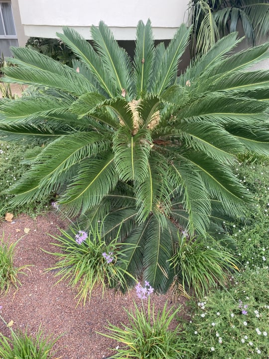 Gartenanlage Hipotels Mediterraneo Club