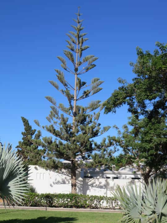 Gartenanlage Bungalows Cordial Sandy Golf