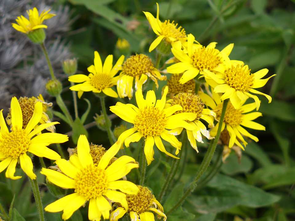 Gartenanlage Beim Wartner - Chalets & Suiten