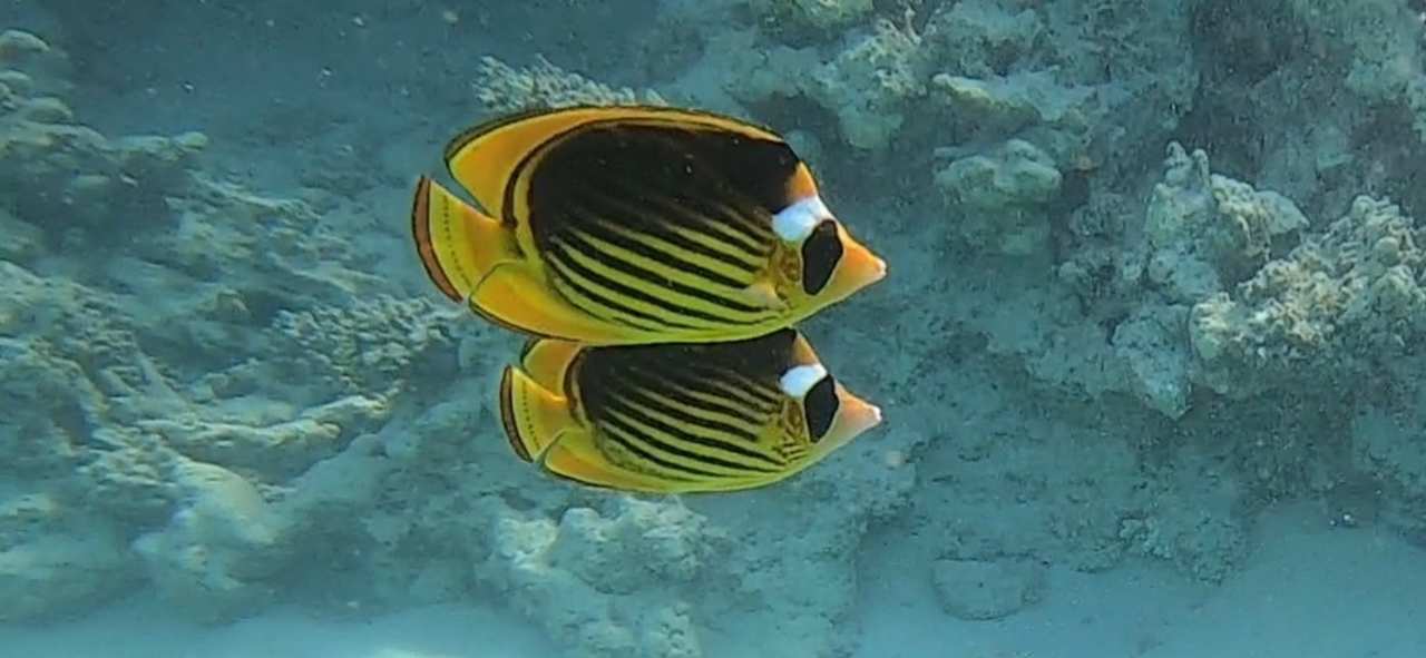 Strand Tropitel Sahl Hasheesh