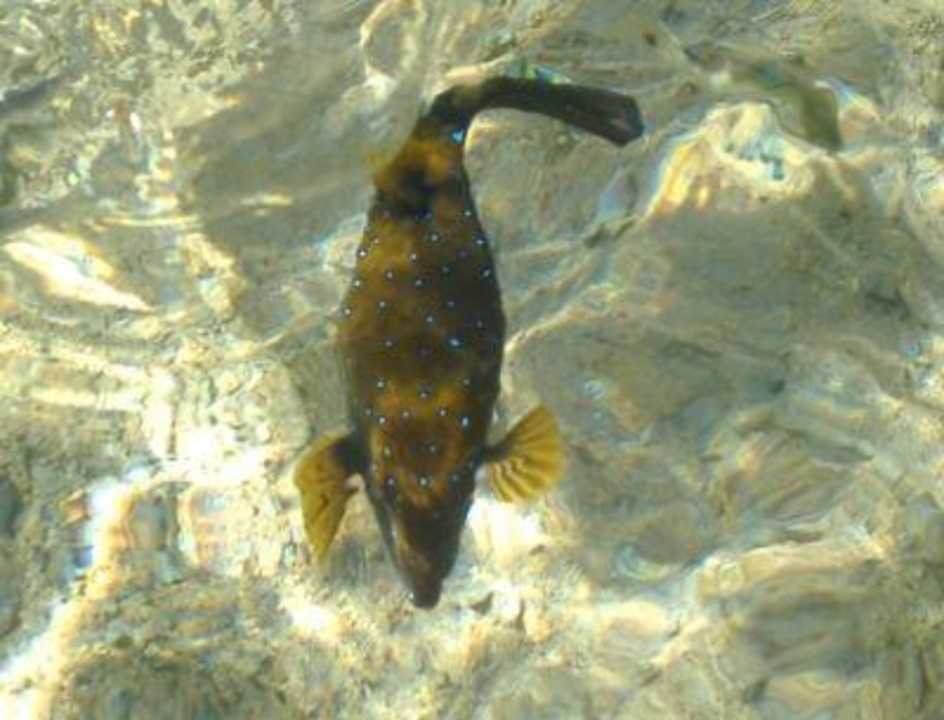 Fisch an der Hoteleigenen Steganlage Pickalbatros Royal Moderna Resort-Sharm El Sheikh