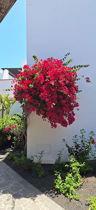 Gartenanlage allsun App.-Hotel Albatros