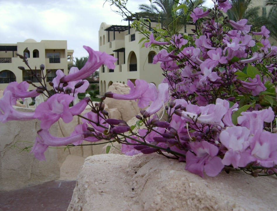 Все гармонично. Stella Garden Resort & Spa, Makadi Bay