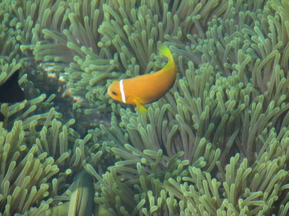 Annemonenfisch vom Ufer fotografiert! Summer Island Maldives