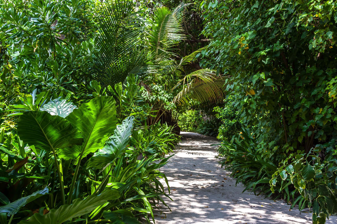 Wege im Inselinneren Veligandu Maldives Resort Island