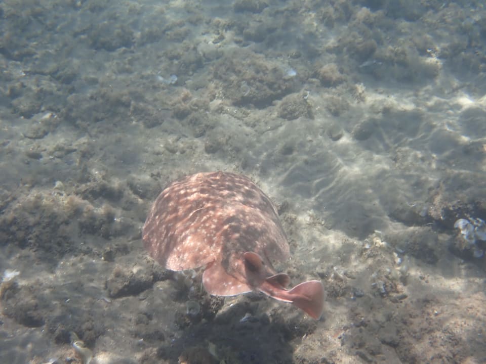 Sport & Freizeit Three Corners Equinox Beach Resort