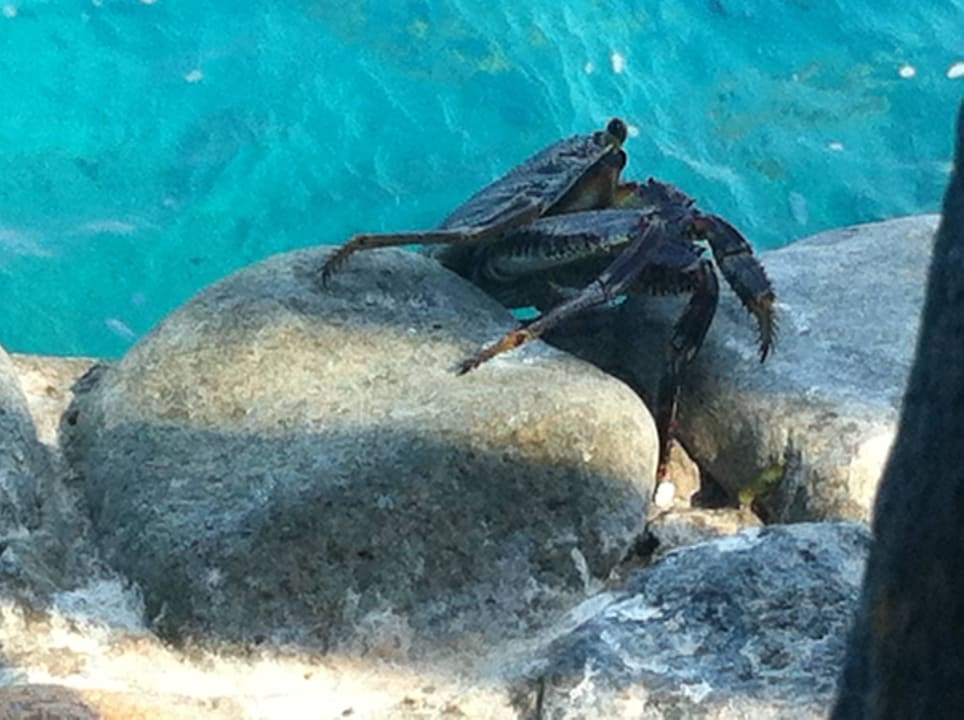 Krab Arabella Azur Resort