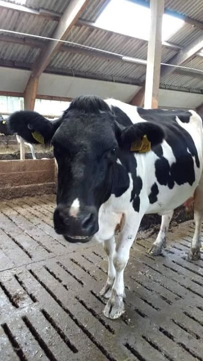 Kühe hautnah erleben!  Ferienhof Vennhof