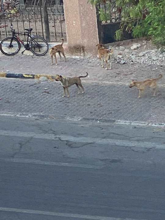 Ausblick Royal Star Beach Resort