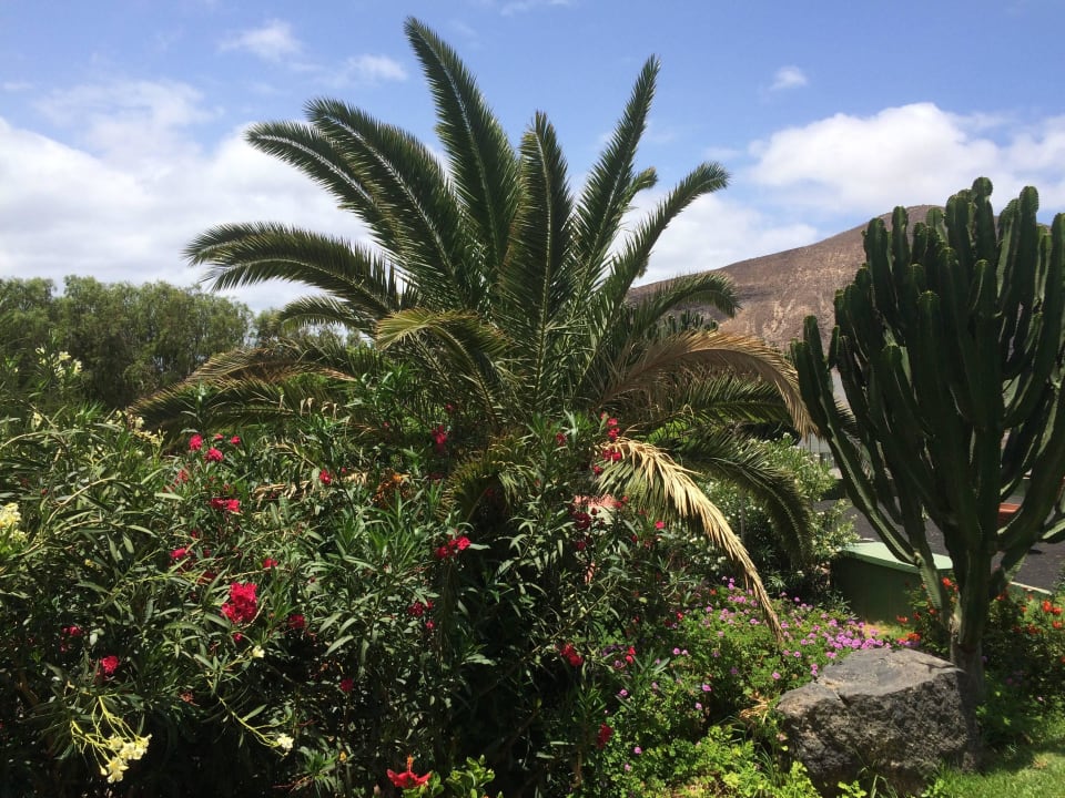 Blick vom Balkon allsun App.-Hotel Esquinzo Beach