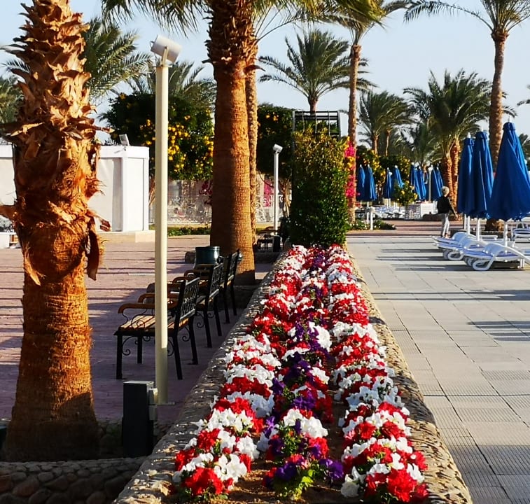 Sonstiges Desert Rose