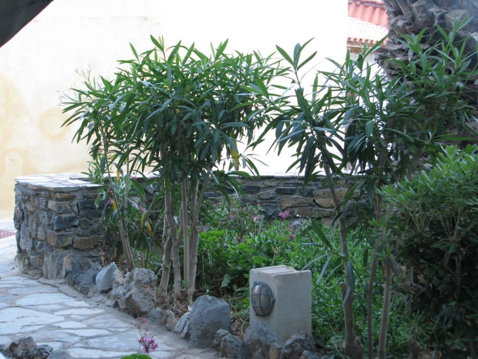 Ogród Kalypso Cretan Village Sense Resort & Spa