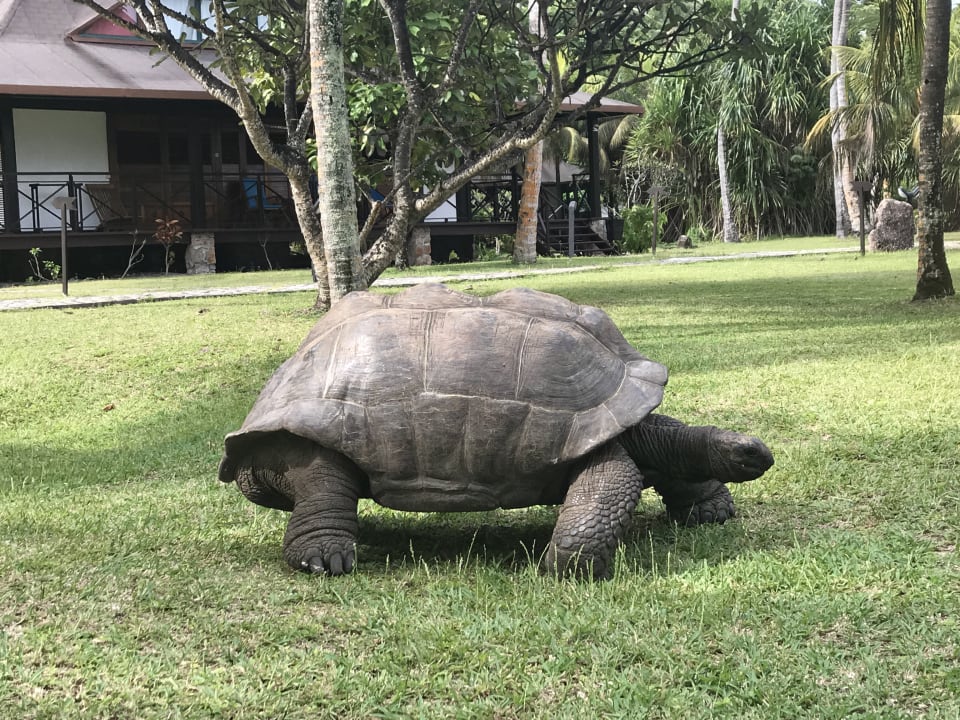 Gartenanlage Hotel New Emerald Cove