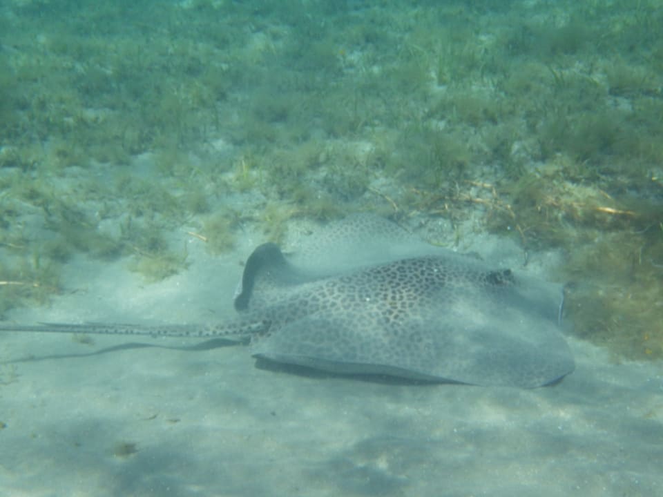 Strand Shams Alam Beach Resort