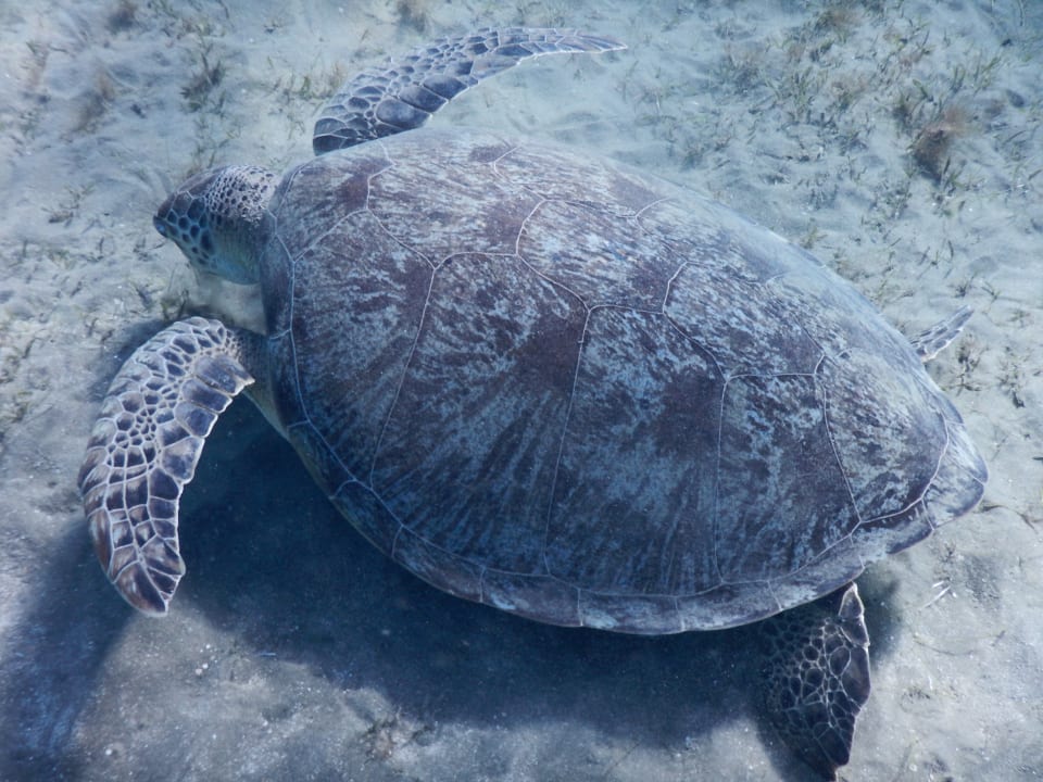 Strand Malikia Resort Abu Dabbab