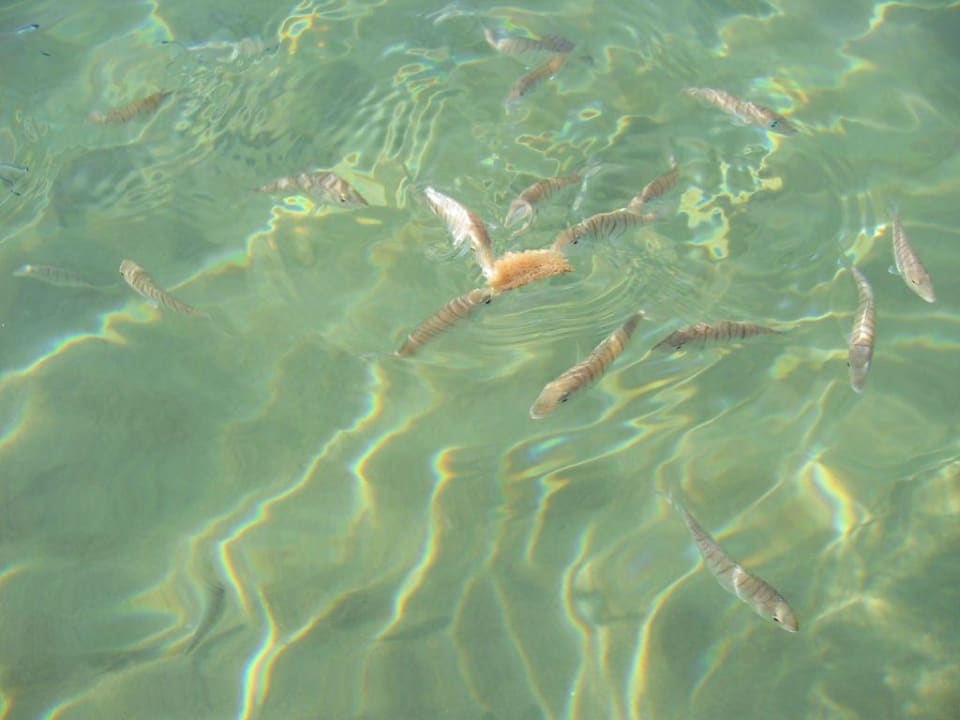 Fischfütterung VONRESORT Golden Beach
