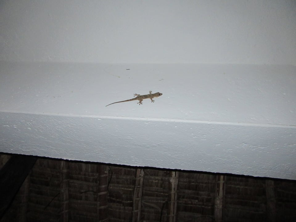 Tierchen Hotel Southern Palms Beach Resort