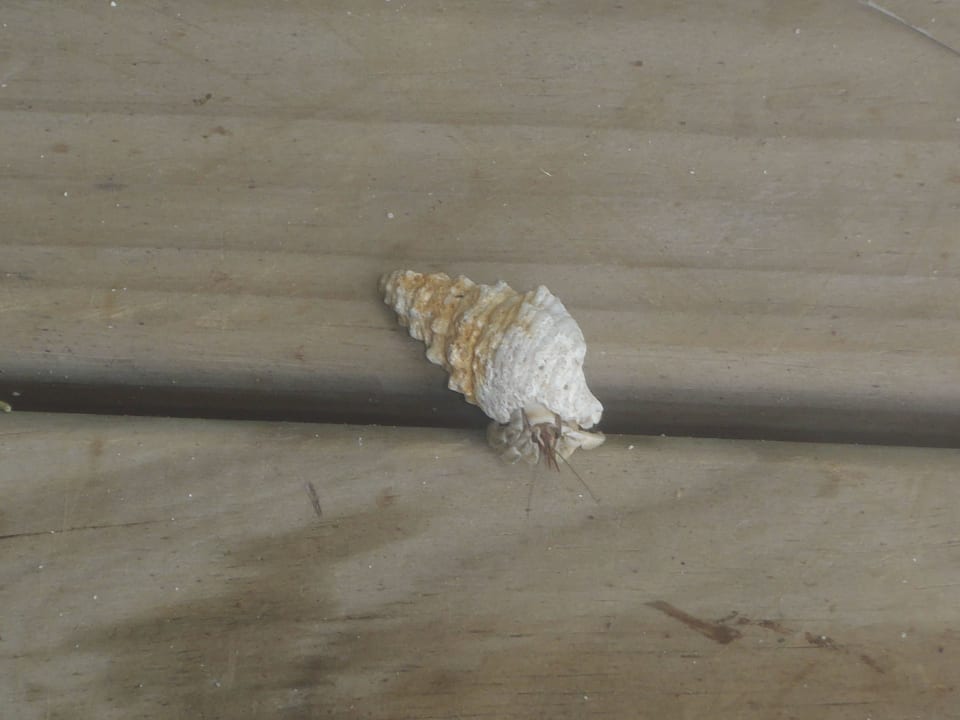 Raiyvilaa Bar (Sunsetbar) Cinnamon Dhonveli Maldives