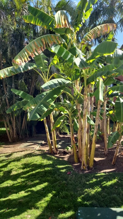 Gartenanlage Iberostar Selection Paraiso Lindo