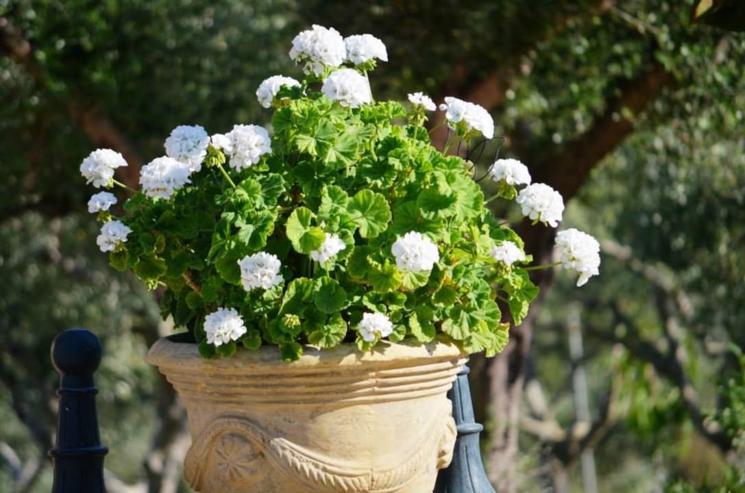 Gartenanlage Vigla Village Hotel Aparts Resort