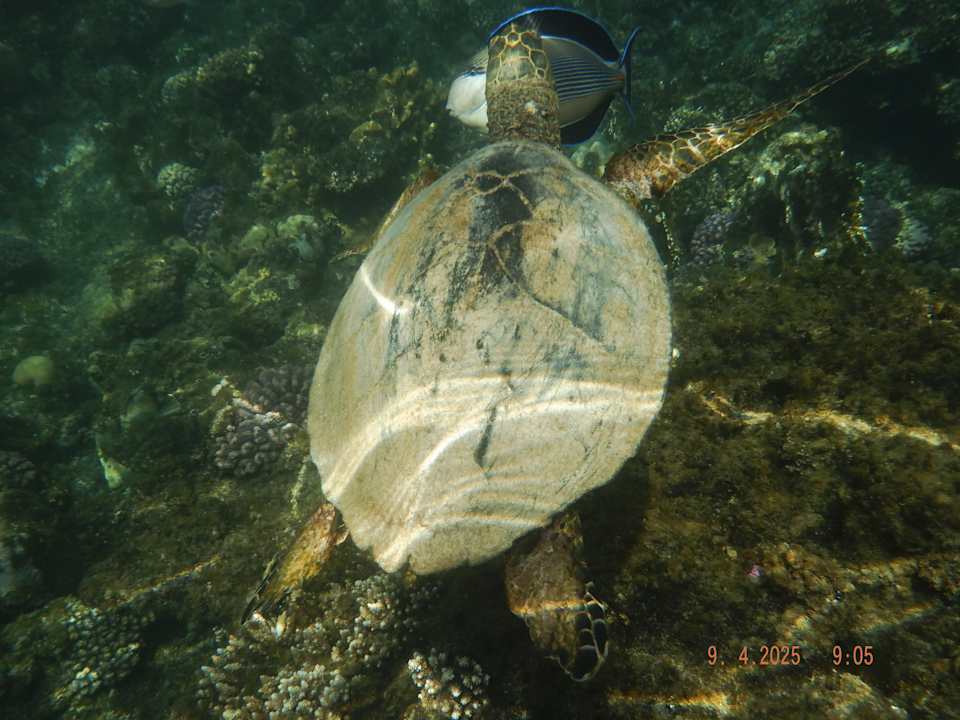 Strand Casa Mare Resort