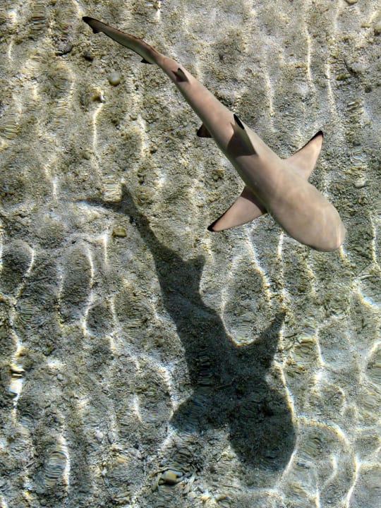 Babyhai am Strand Summer Island Maldives