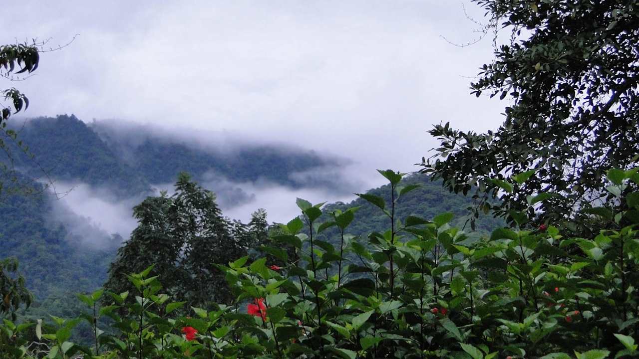 Jungle Phidjie Lodge