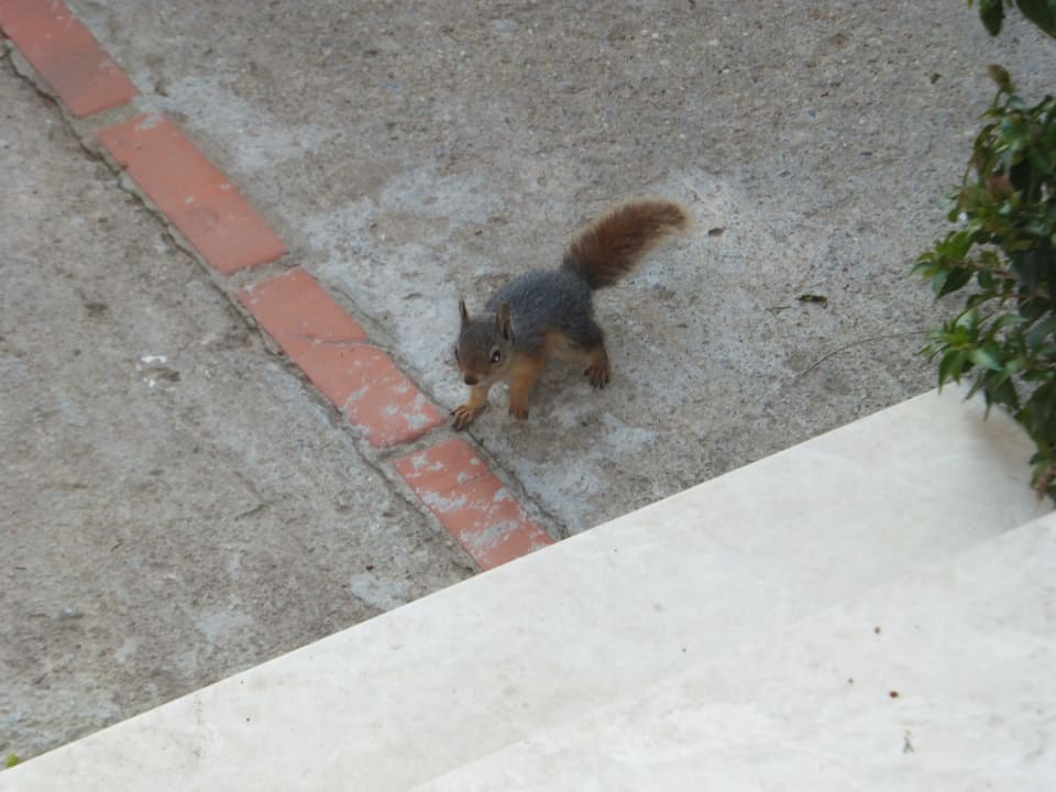 Eichhörnchen vor dem Bungalow Hotel Pine Bay Holiday Resort