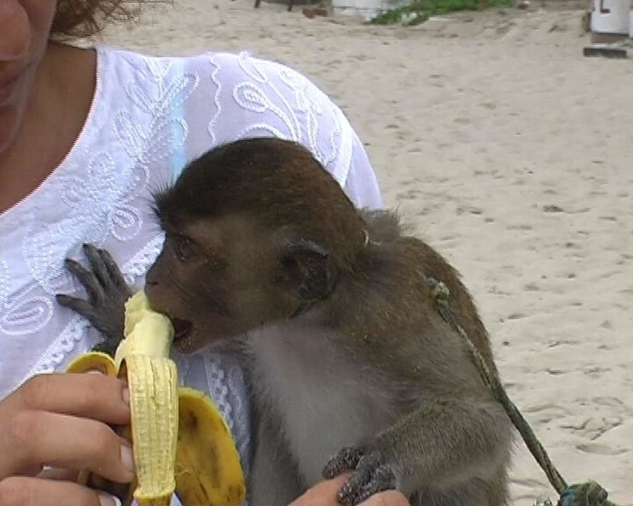 Äffchen Banana Fan Sea Resort